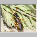 Nomada fucata - Wespenbiene w07b 7mm - OS-Hasbergen-Lehmhuegel.jpg